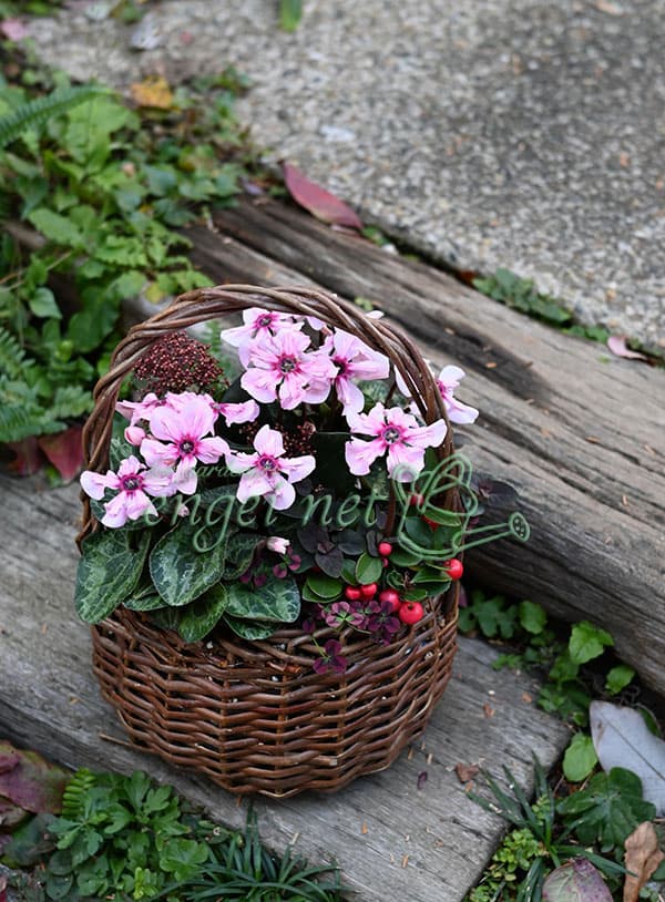 園芸ネット本店｜シクラメン：イリュージア ピンクラテ4号鉢植え の