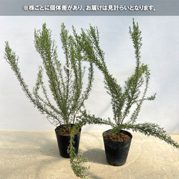 園芸ネット本店｜ローズマリー（立性）：マジョルカピンク7号ポット の