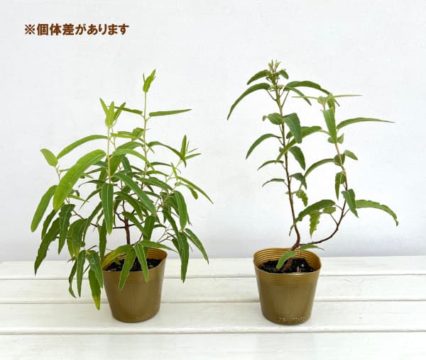 園芸ネット本店｜ユーカリ：レモンユーカリ3.5号ポット の通販【公式】