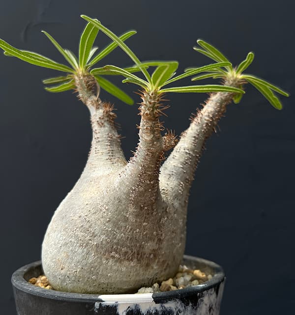 園芸ネット本店｜パキポディウム：グラキリス（発根済み株）3.5号（G29