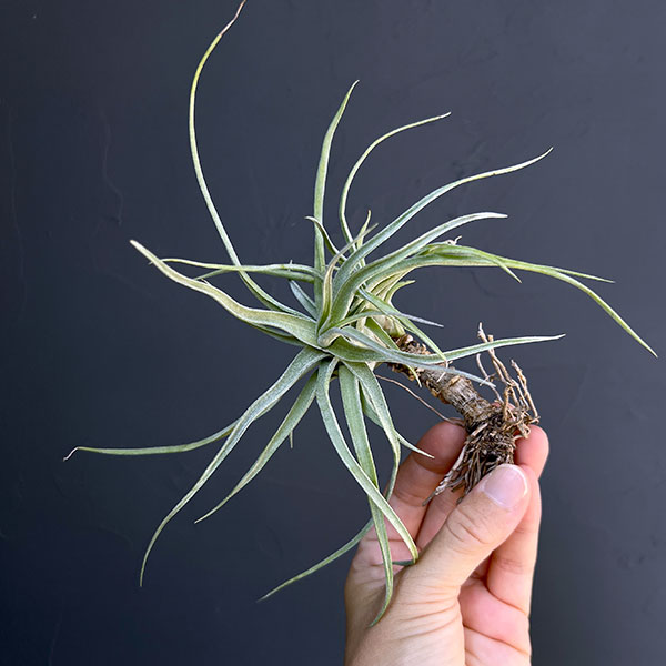 園芸ネット本店｜チランジア：T.ehlersiana sp clumps の通販【公式】