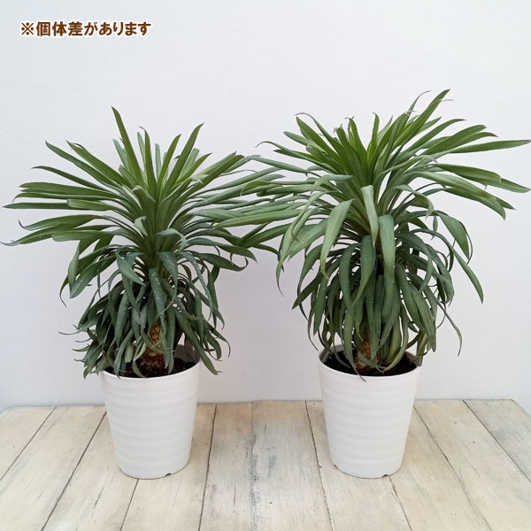 園芸ネット本店｜ユッカ：デスメティアーナ コンパクタ 5号鉢植え の