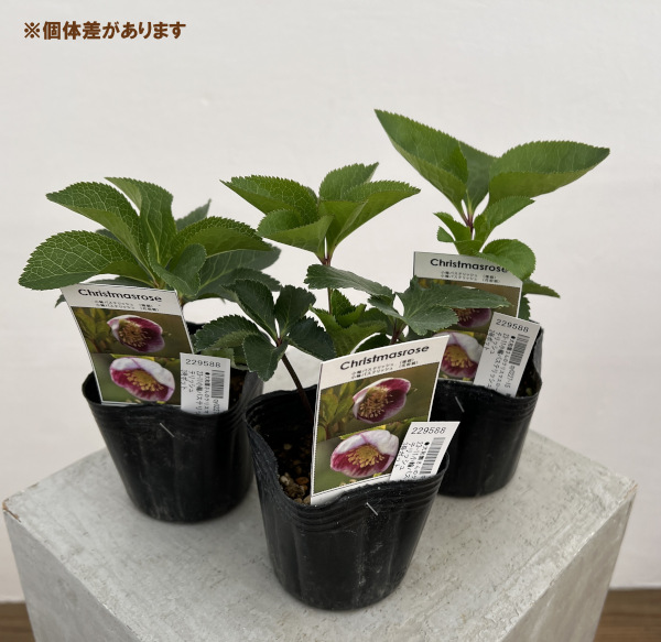 園芸ネット本店｜大和園さんのクリスマスローズ：23-11小輪パステ