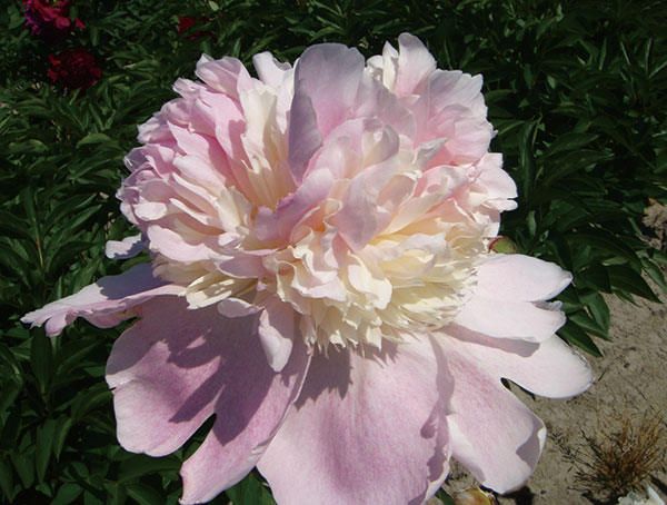 園芸ネット本店｜シャクヤク（芍薬）：ペチコートフランシス4号ポット