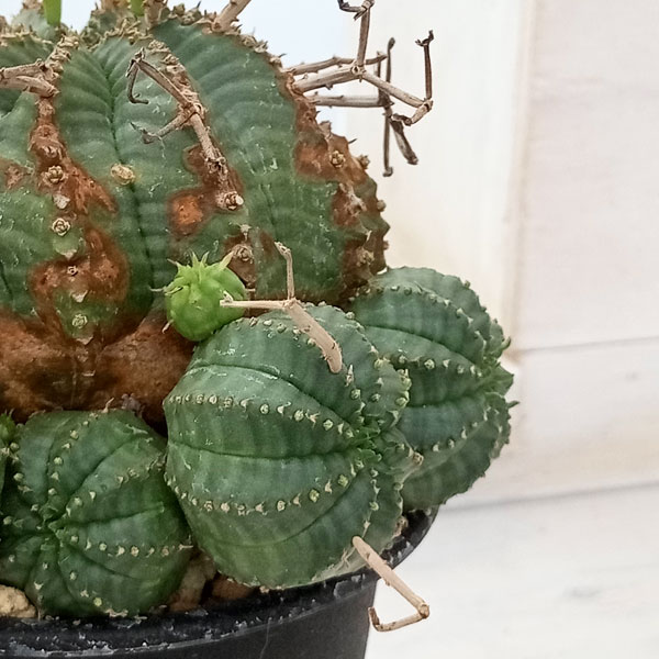 園芸ネット本店｜[ザ・ファームセレクト]ユーフォルビア：バリダ 3号23