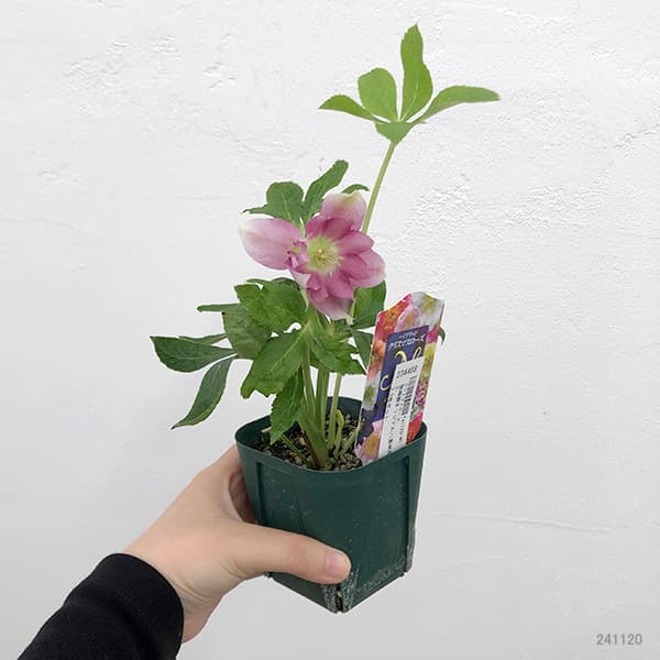 園芸ネット本店｜クリスマスローズ：俊峰園さんオリジナル八重咲花色