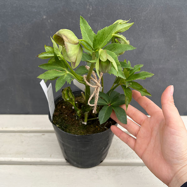 園芸ネット本店｜大和園さんのクリスマスローズ：24-14グリーンパステ