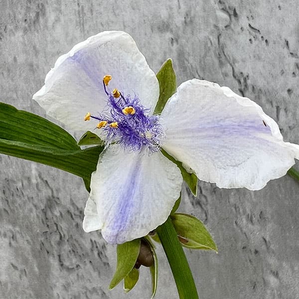 園芸ネット本店｜宿根大輪ツユクサ：白鷺（しらさぎ）3号ポット の通販