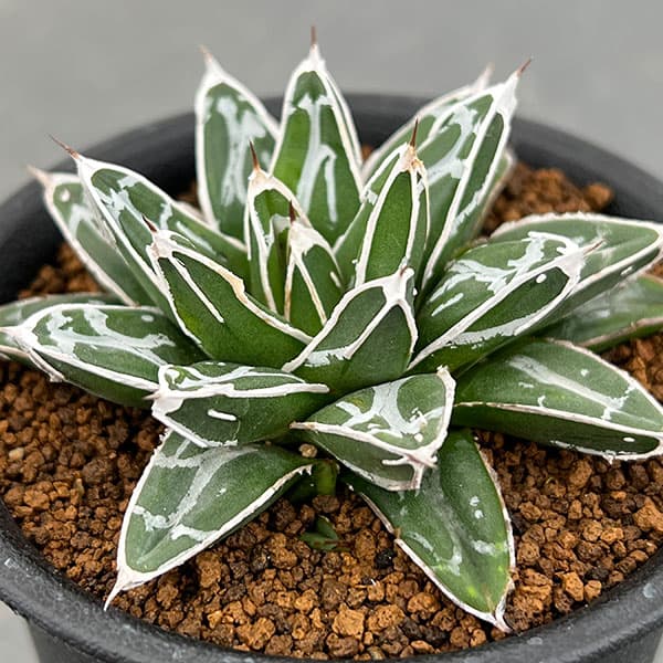 アガベ 姫笹の雪 白斑入 希少 姫笹の雪 子株沢山セット agave