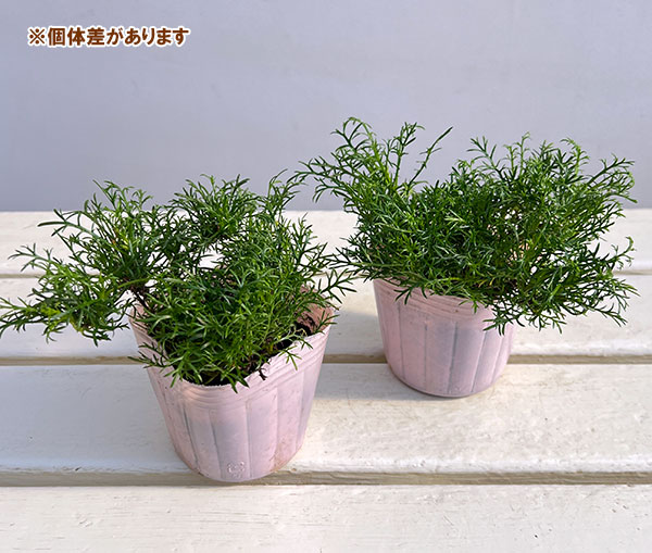 園芸ネット本店｜ニューサマーデイジー：ステラ3-3.5号ポット 6株