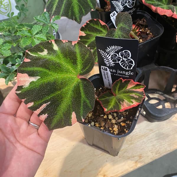 園芸ネット本店｜ベゴニア：ソリムタータ バリエガータ（ピンク斑入り