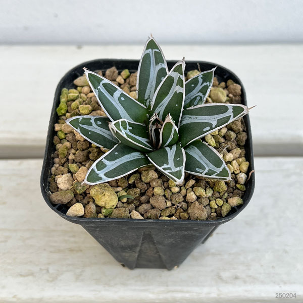 園芸ネット本店｜アガベ：ダルマ笹の雪 3号ポット の通販【公式】