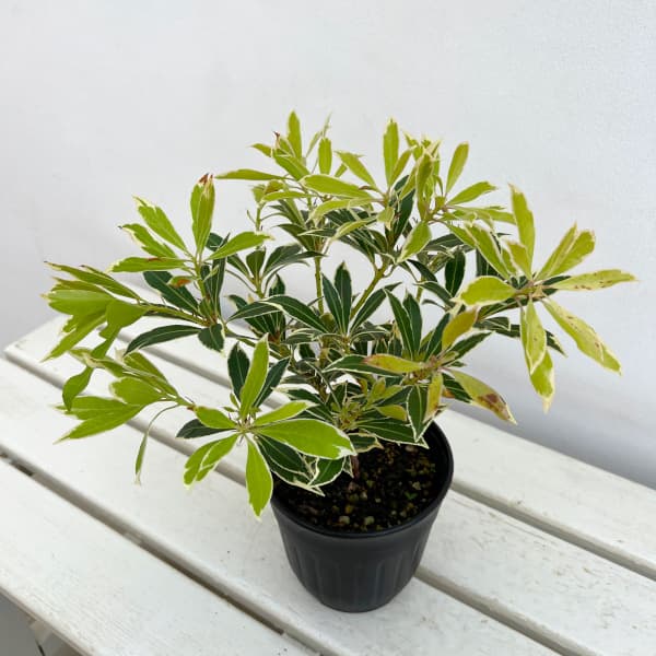 園芸ネット本店｜アセビ（馬酔木）：フレーミングシルバー4.5号ポット