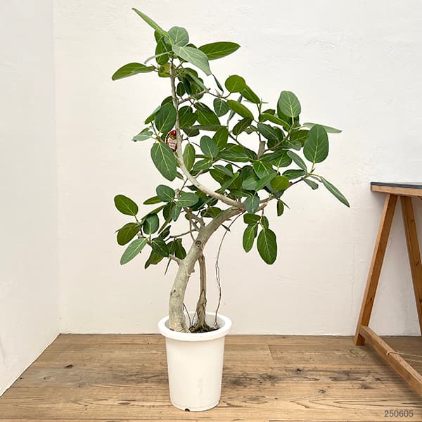 園芸ネット本店｜フィカス：ベンガレンシス 8号25-01 の通販【公式】