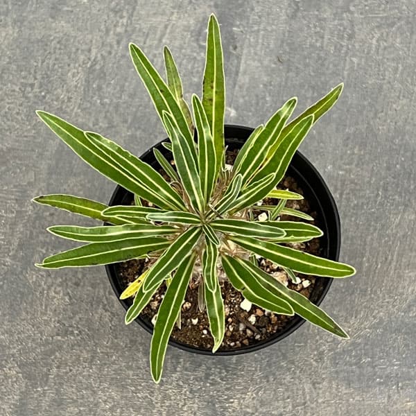 園芸ネット本店｜パキポディウム：グラキリス（実生苗） 3号ポット の