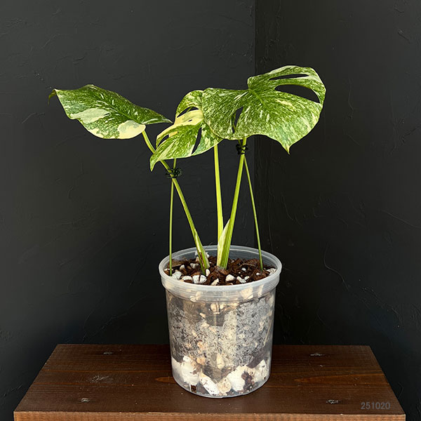 園芸ネット本店｜モンステラ：デリシオーサ レガシー 5号25-03 の通販