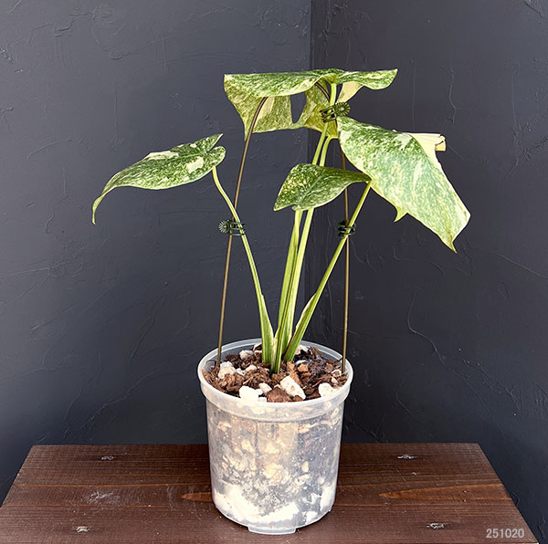 s*s様 L039モンステラ デリシオーサ レガシー 斑入り s*s様 L039