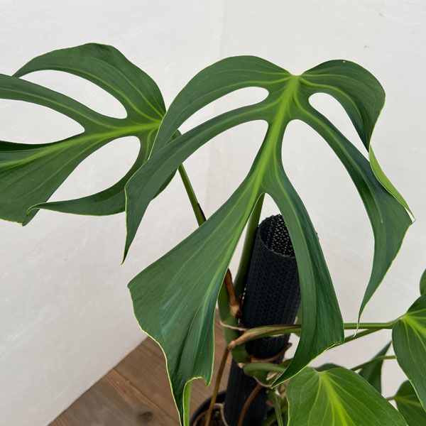 園芸ネット本店｜モンステラ：ディセラータ バールマルクスフレーム 8