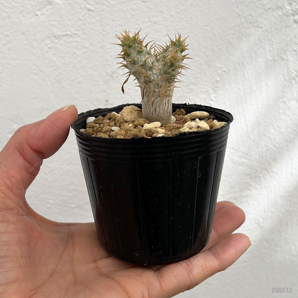 園芸ネット本店｜パキポディウム：グラキリス 実生苗 2.5号ポット の