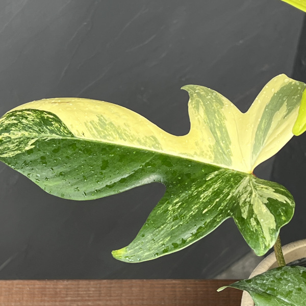 園芸ネット本店｜フィロデンドロン：フロリダビューティーバリエガータ