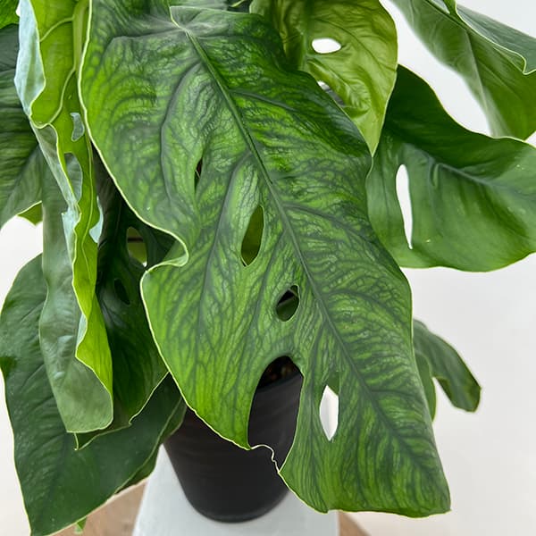 園芸ネット本店｜モンステラ：デュビア 7号鉢植え の通販【公式】