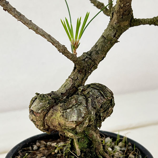 園芸ネット本店｜クロマツ（黒松）：小品盆栽 25-01 の通販【公式】