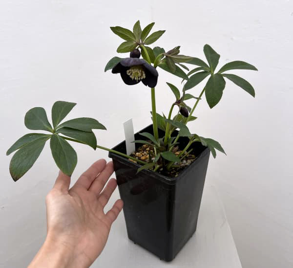 園芸ネット本店｜クリスマスローズ：セレクトシングル26-12／1.5L