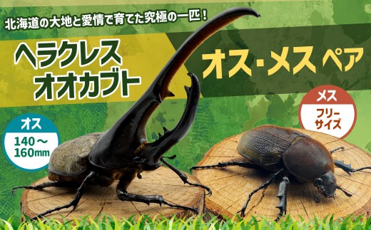 指定日必須】 ヘラクレスオオカブト オス ・ メス ペア （オスサイズ