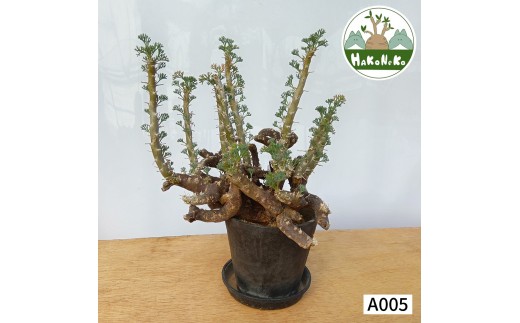 サルコカウロン・ムルチフィズム (発根管理済) A005｜観葉植物