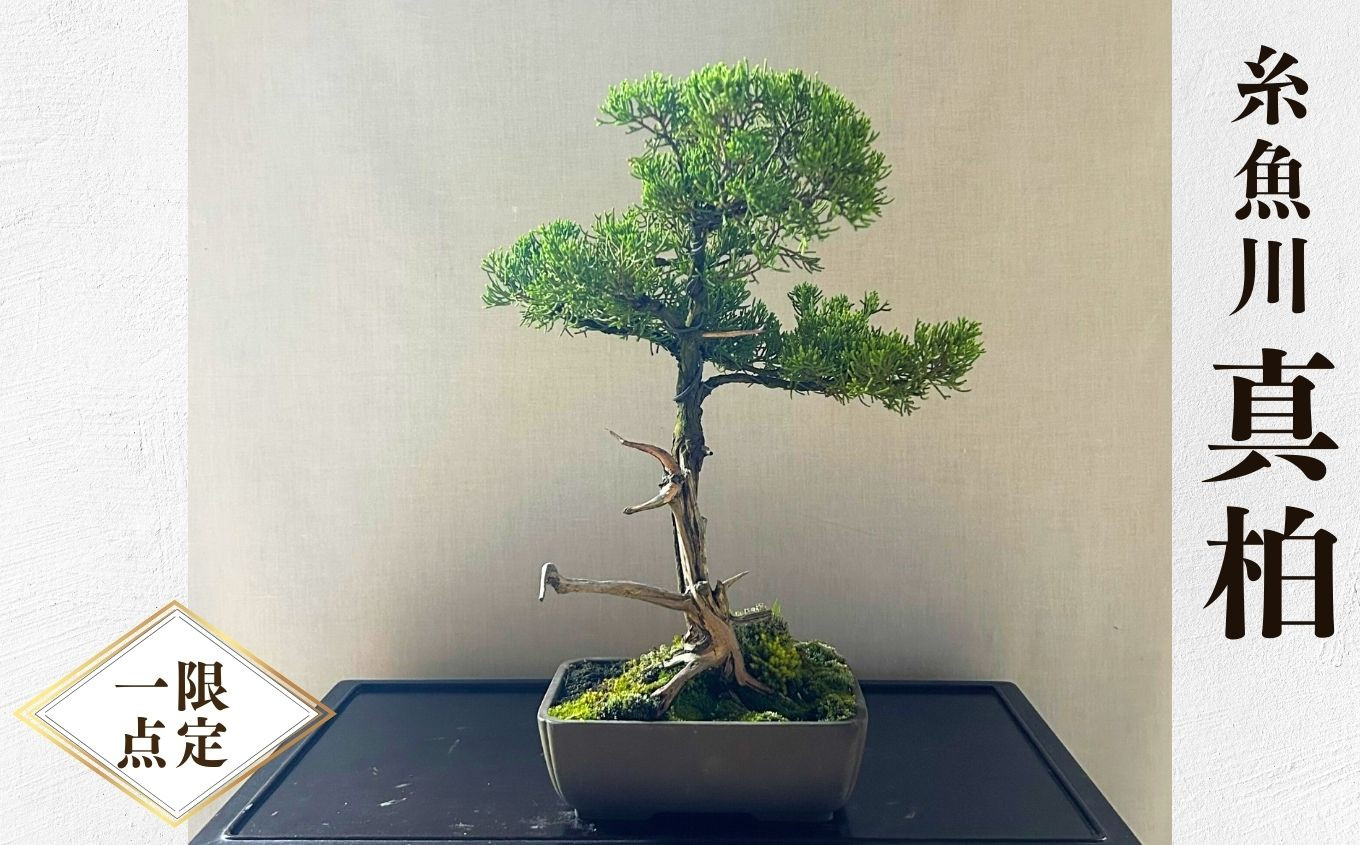 糸魚川真柏 逸品 捻転 シャリ芸 真柏 盆栽 貴風