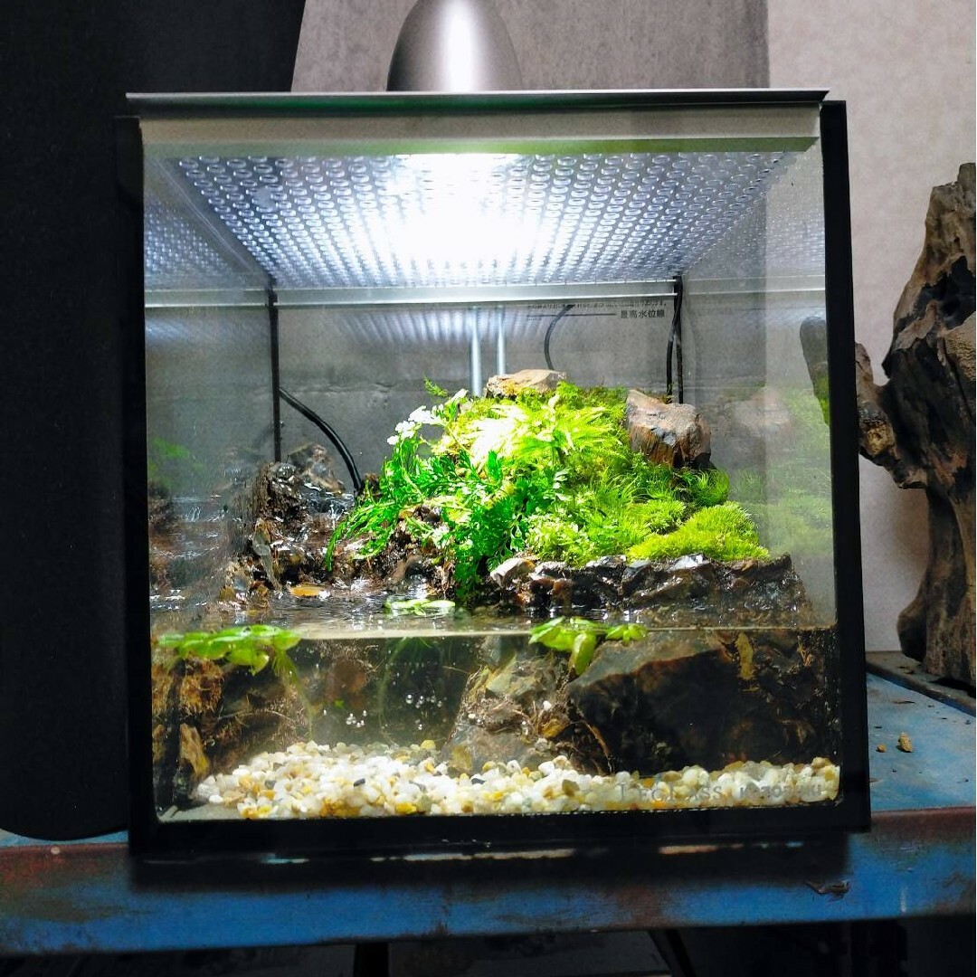 受注生産】滝のあるアクアテラリウム イモリウム 苔テラリウム アクア