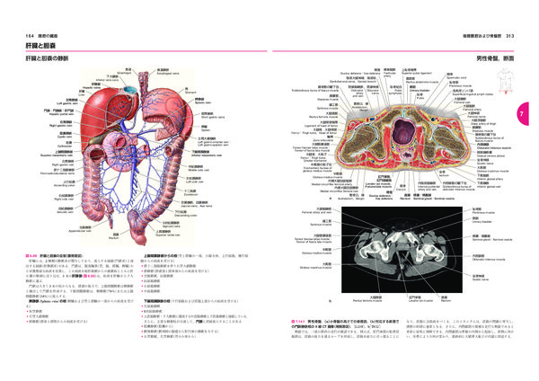 ソボッタ解剖学アトラス 原書24版 第2巻 体幹（内臓系） Friedrich