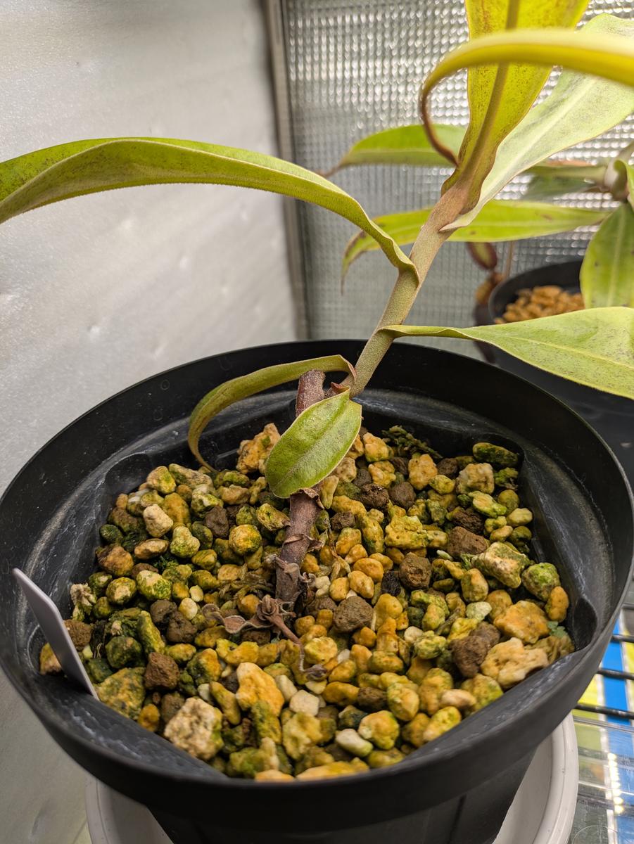 ネペンテスアンプラリアについての質問です。去年頃、アンプラ