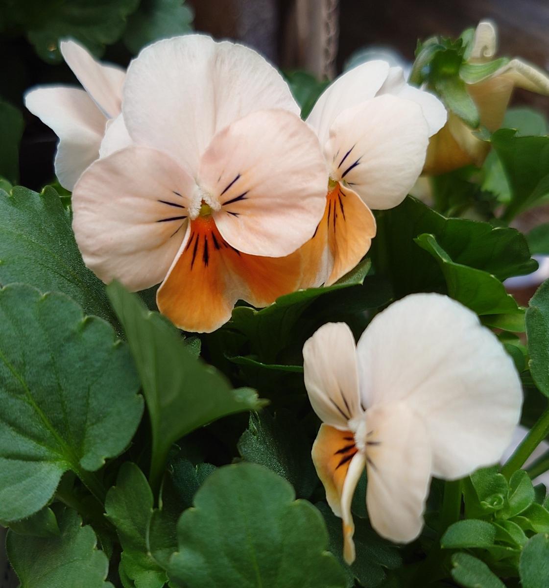 ⑰ビオラ「カリフォルニアコレクション」「パンジー・ビオラ（購入