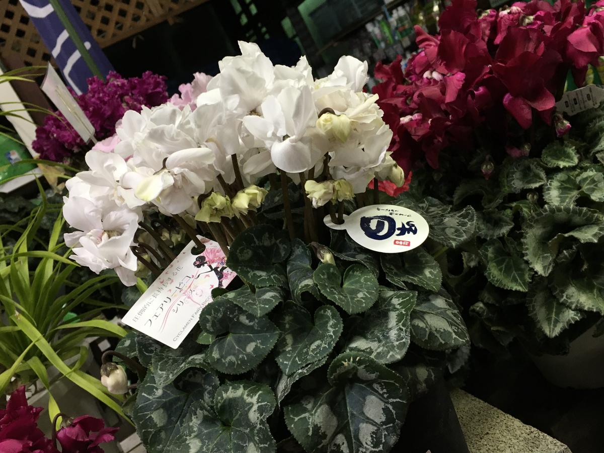 3倍すごいニュータイプ？八重咲シクラメン「赤い彗星」とその他八重咲