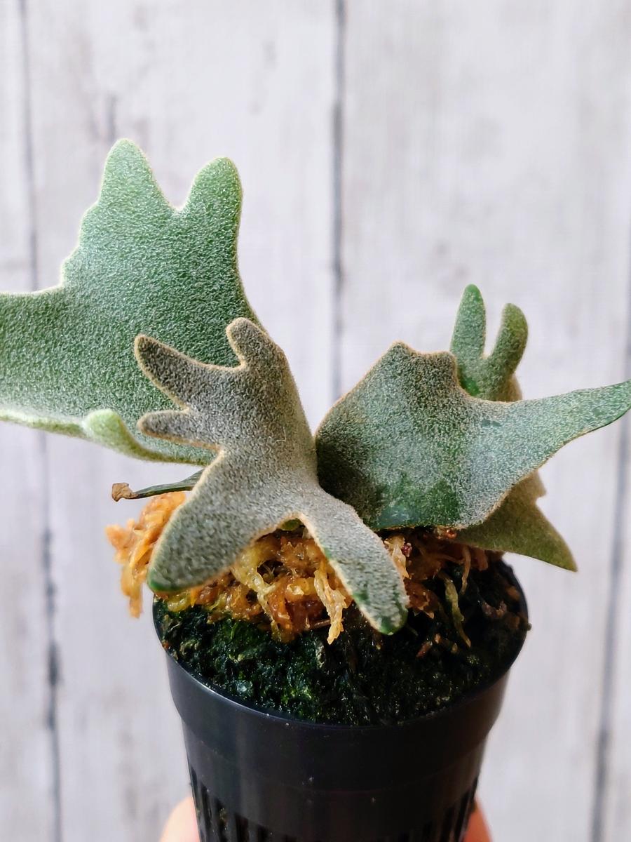 マフラーを巻いた、ビカクシダ・ウィリンキー・OMGさん。｜園芸日記