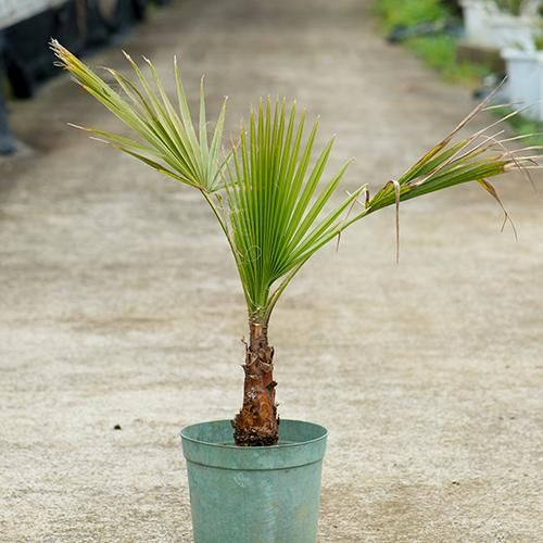 耐寒＆耐陰性ヤシ］ワシントンヤシ・8号／HGPL-628 - ハワイアン