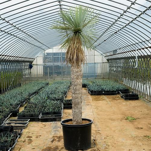 耐寒＆耐陰性］ユッカ ロストラータ・15号／HGPL-632 - ハワイアン