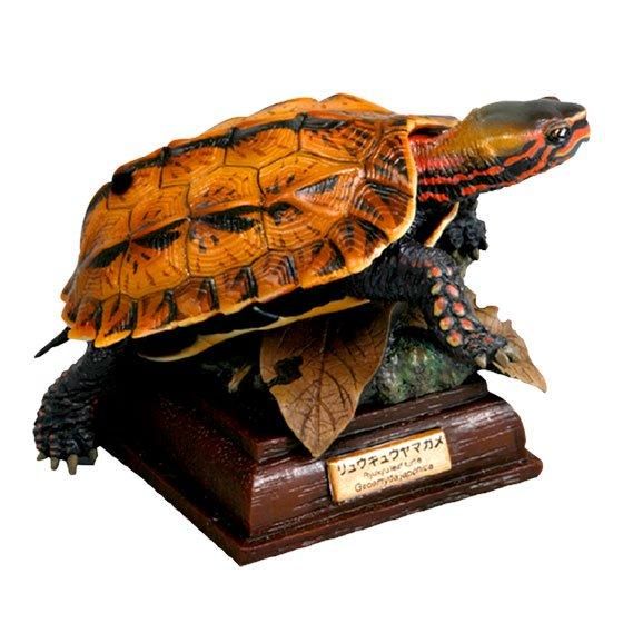 いきもん ネイチャーテクニカラー 日本のカメ 特装版 リュウキュウヤマガメ