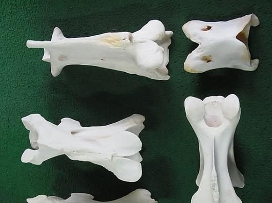 ☆即納☆キリン Giraffe 首の骨（NECK VERTEBRA）頚椎 7点セット