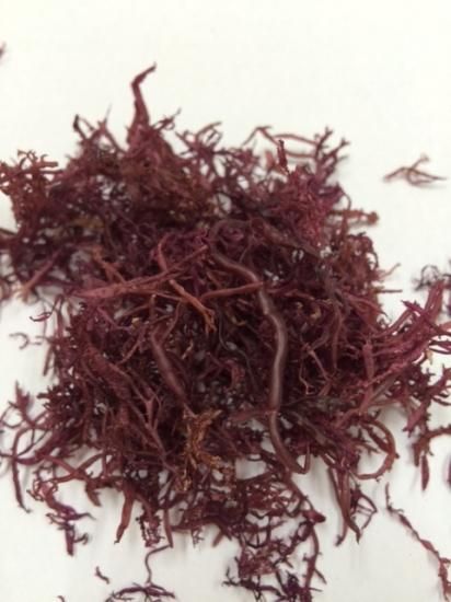 ふのり（九州天草産） - ケンコウかいそうjp（健康海藻） 熊本県天草