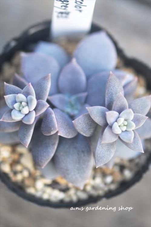 Carnicolor grau/grey｜- ガーデニング用品や多肉植物の通販サイト