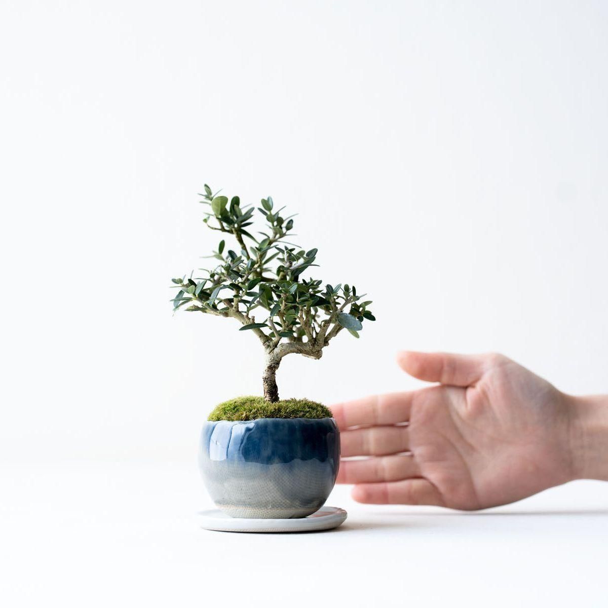 姫オリーブ｜no.008 - 石木花 オンラインストア｜小さな器に大きな自然