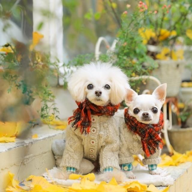 アランニットカーデ - 「ブルーブルーブルー blue bleu bleue」東京