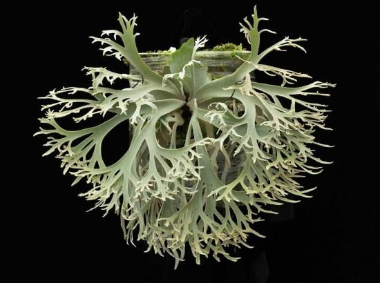 現品】ビカクシダ・ウィリンキー・ジェニー P. willinckii Jenny＃1 TC