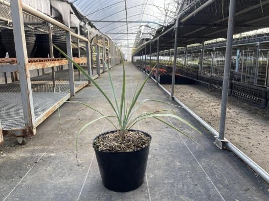 Yucca rigida ユッカ リギダ 1株 - アグリューム