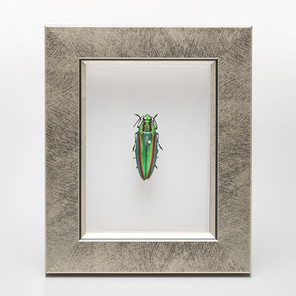 昆虫標本コレクション！ タマムシ- 三宝堂オンラインショップ