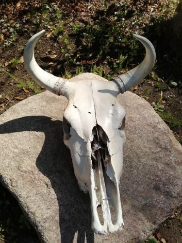 バッファロー スカル - 鎌倉 アメリカン雑貨 アンティーク