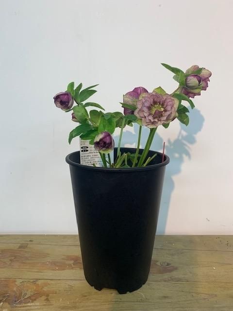 クリスマスローズ【M dd/ベイン】 - 陽春園ネット通販