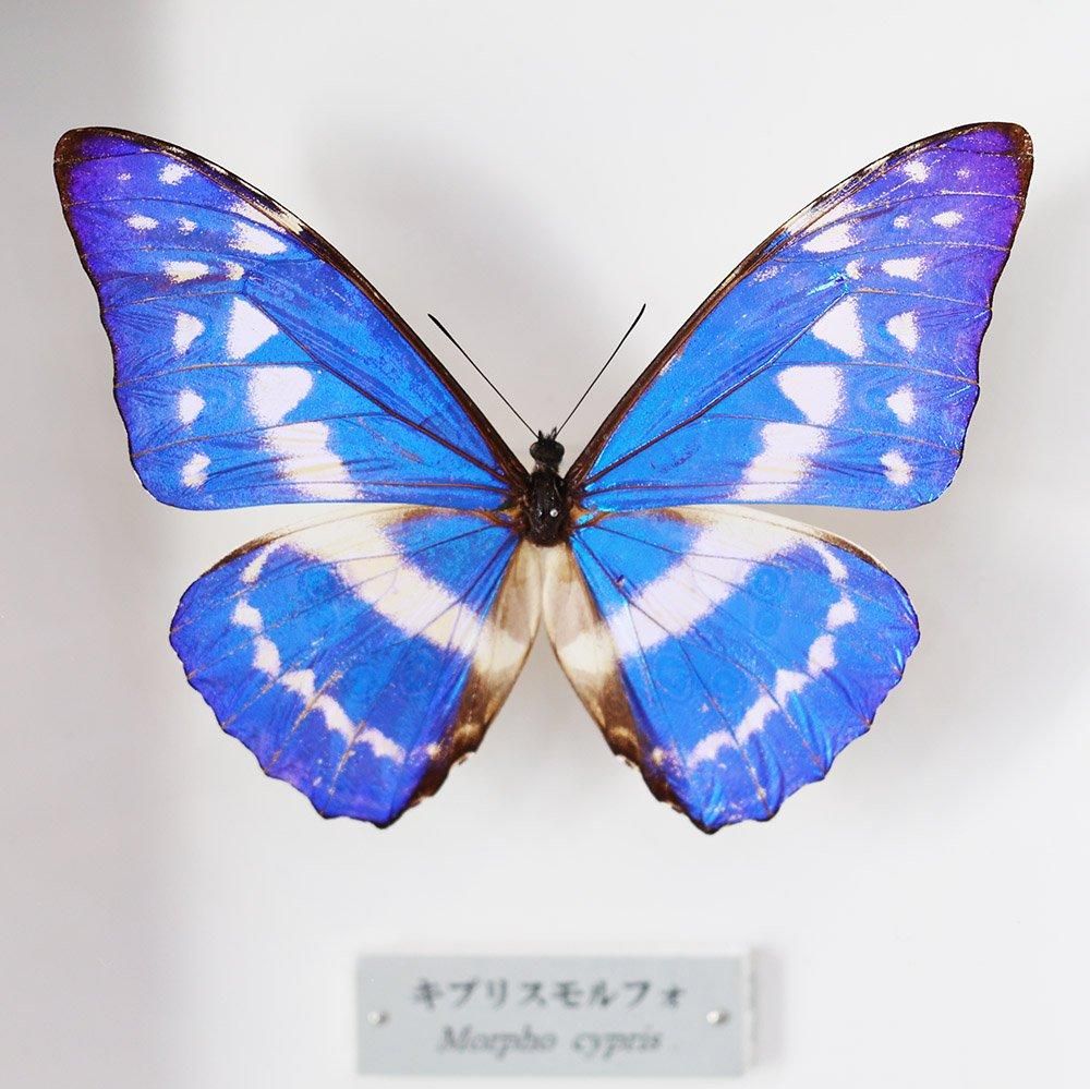 蝶標本「キプリスモルフォ」 - 海福雑貨通販部